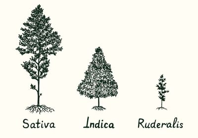 SATIVA. INDICA. DOES IT MATTER?