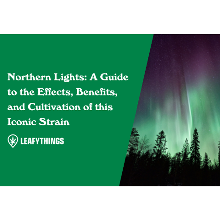 Northern Lights: A Guide to the Effects, Benefits, and Cultivation of this Iconic Strain