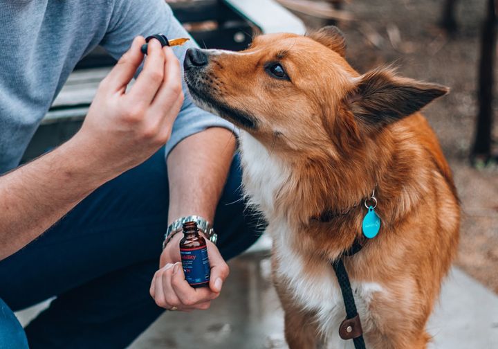 CBD oil for Dogs: a Beginners Guide
