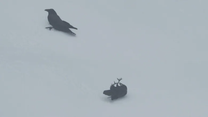 Vancouver Photographer's Video of Ravens Playing Like Puppies in the ...