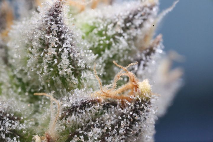 How to Tell Good Weed from bad Weed- 5 Simple Hacks