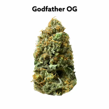 Preferred climate and growing conditions for cultivating extraordinary pot feminized Godfather OG strain 