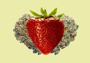 The 101 of Strawberry Cannabis Strain