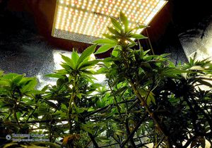 Leafythings Top Ten of 2020