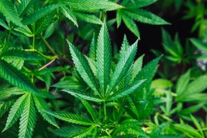 10 Interesting Facts you Didn't Know about Cannabis