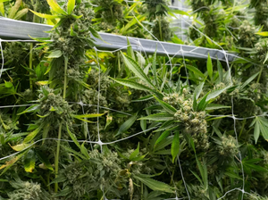 Virginia 16th State To Legalize Recreational Pot, Latest To Emphasize 'Social Equity'