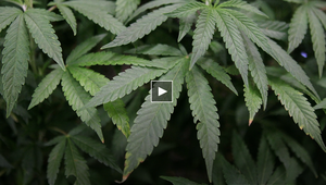 New Virginia law to legalize marijuana will not be a free pass to smoke