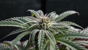What's the Difference Between Indica and Sativa?