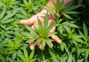 Cannabis and Multiple Sclerosis