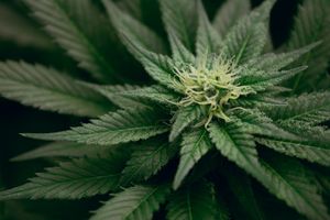 Cannabis Growers 101: Detecting Bad Bugs