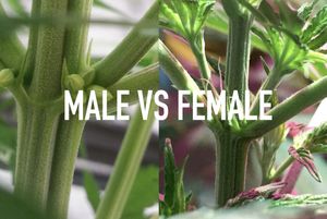 Male vs Female Cannabis Plant