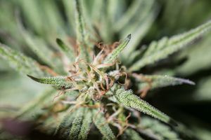 Colorado auctioning weed-themed license plates to raise money for disability fund