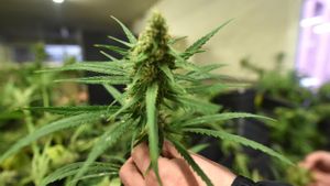 What Will Cannabis be Like in the Future? Will it Get Better or Worse?