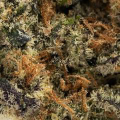Gas Can - Chronic Guru