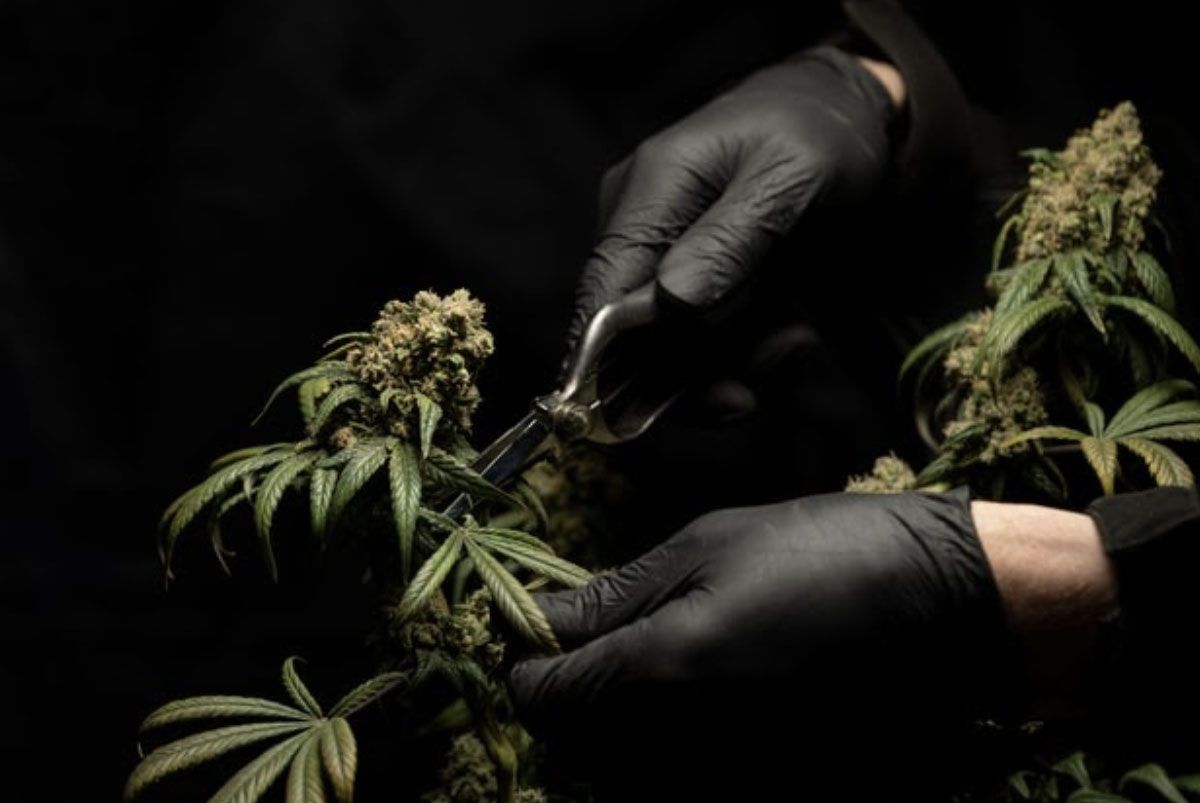 How to Trim Your Cannabis Plants Blogs