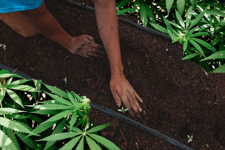 How To Grow Marijuana Outdoors