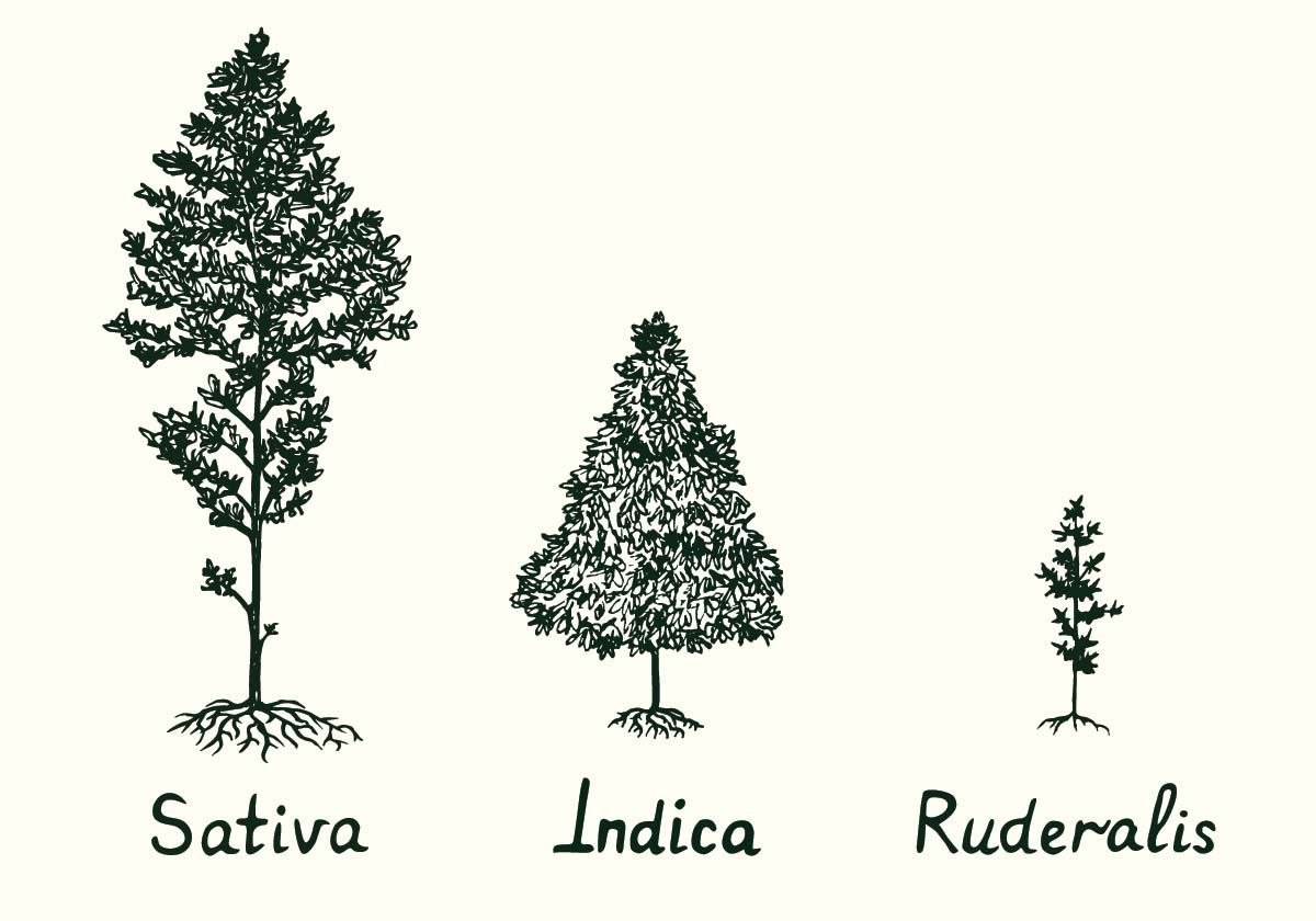 SATIVA. INDICA. DOES IT MATTER?